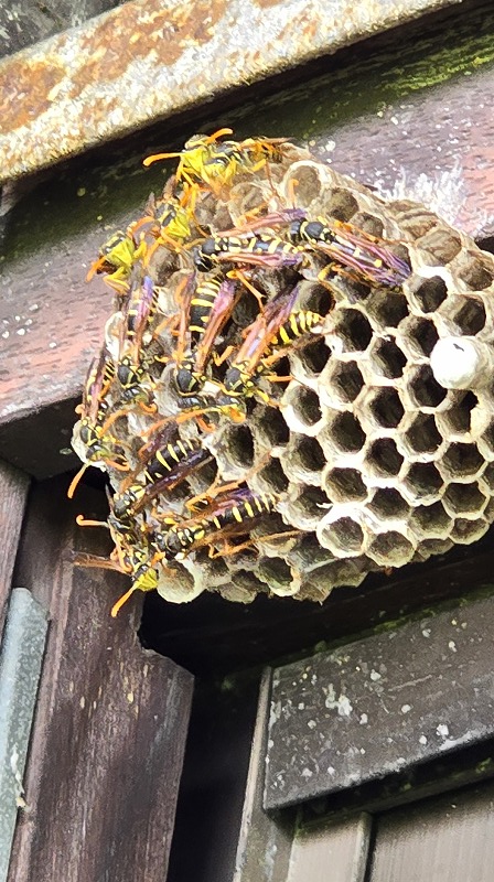 雨戸部分にも蜂の巣が